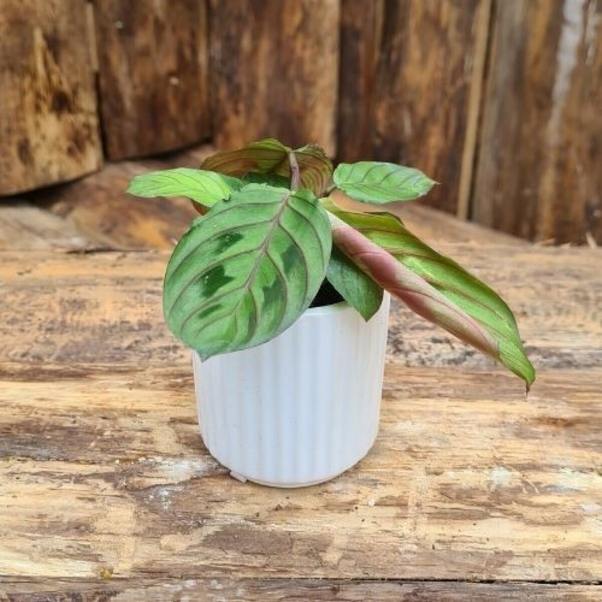 Maranta leuconeura - Floraexpress spletna trgovina